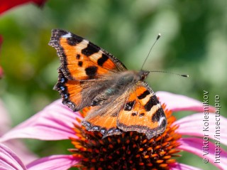 Aglais urticae