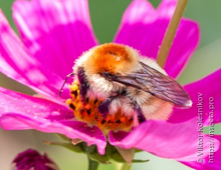 Bombus laesus