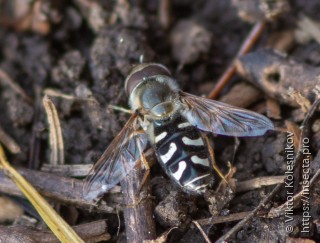 Scaeva pyrastri