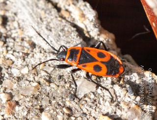 Pyrrhocoris apterus