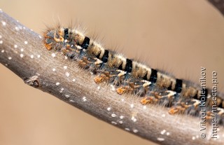 Lasiocampa quercus