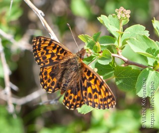 Boloria dia