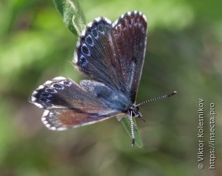 Scolitantides orion