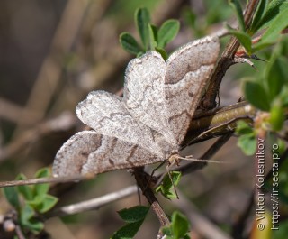 Isturgia murinaria