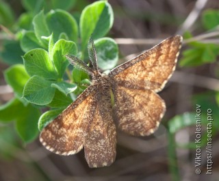 Ematurga atomaria