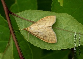 Ostrinia furnacalis