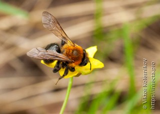 Andrena thoracica