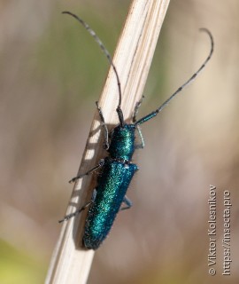 Agapanthiola leucaspis