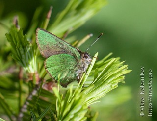 Callophrys rubi