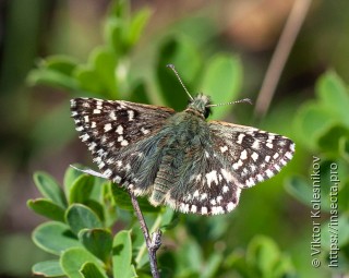 Pyrgus malvae