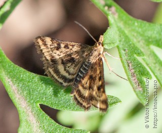 Pyrausta despicata