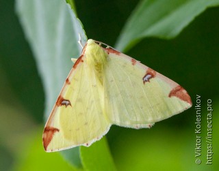 Opisthograptis luteolata