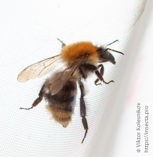 Bombus pascuorum