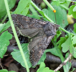 Lacanobia thalassina