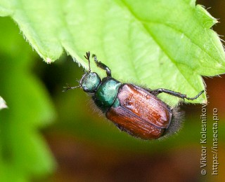 Phyllopertha horticola