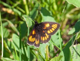 Erebia theano