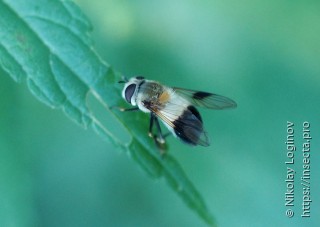 Leucozona lucorum