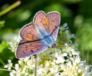 Lycaena alciphron