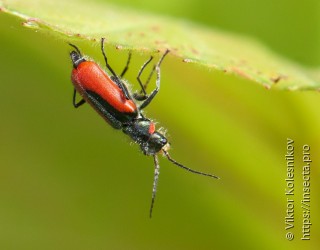 Malachius aeneus