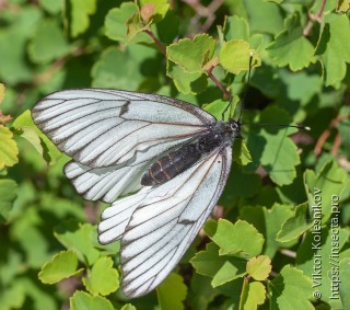 Aporia crataegi