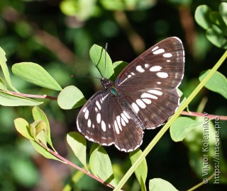 Malachius aeneus