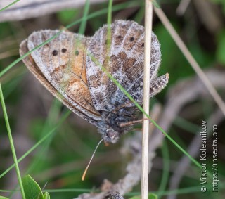 Oeneis tarpeia