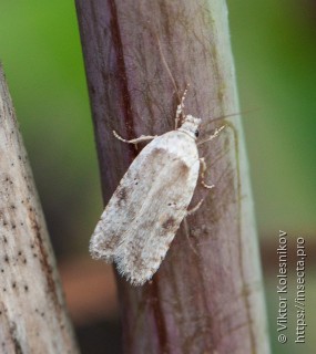 Agonopterix arenella