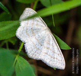 Scopula immutata