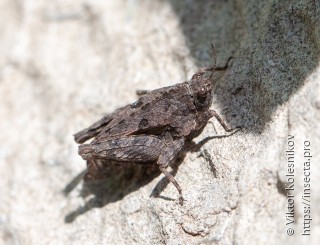 Tetrix tenuicornis