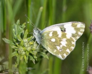 Pontia edusa