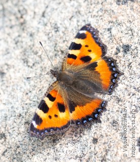 Aglais urticae