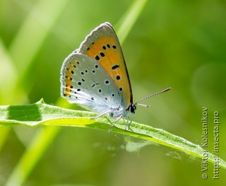 Lycaena dispar