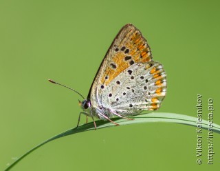 Lycaena tityrus