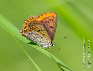 Lycaena tityrus