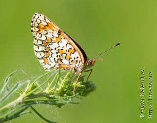 Melitaea phoebe