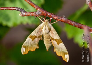 Mimas tiliae