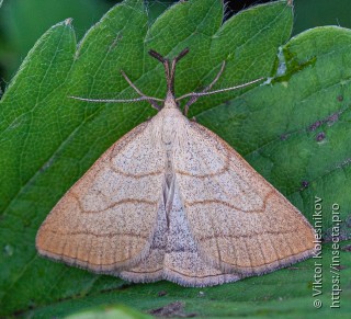 Polypogon tentacularia