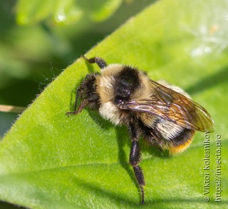 Bombus sichelii