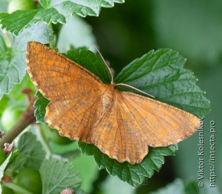 Angerona prunaria