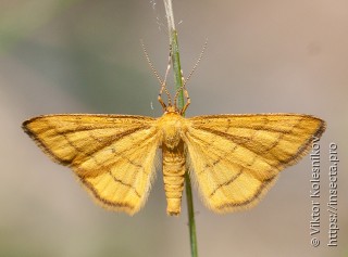 Idaea aureolaria