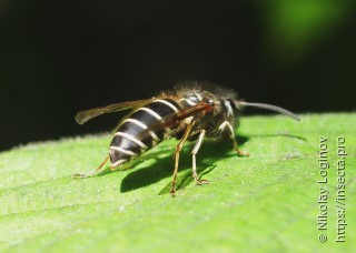 Dolichovespula pacifica