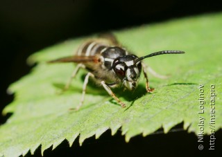 Dolichovespula pacifica