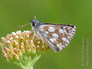 Spialia orbifer