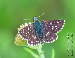 Spialia orbifer