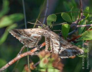 Spartopteryx kindermannaria