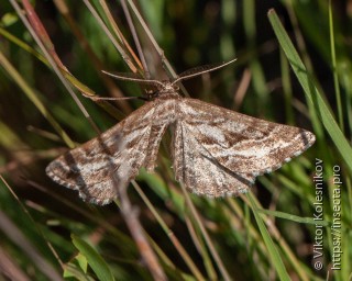 Spartopteryx kindermannaria