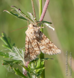 Hadena irregularis