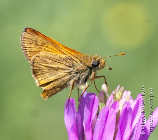 Ochlodes sylvanus