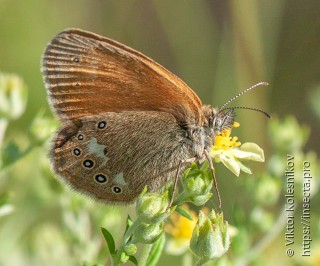 Coenonympha glycerion