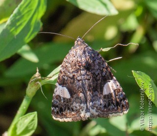 Tyta luctuosa